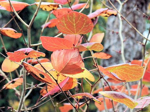 Disanthus cercidifolius