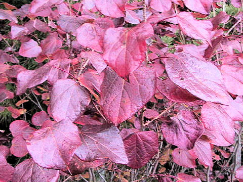 Disanthus cercidifolius