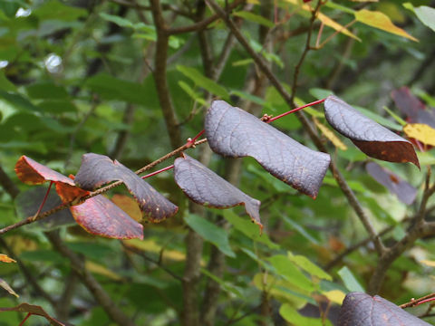 Disanthus cercidifolius