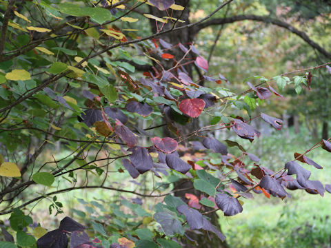 Disanthus cercidifolius