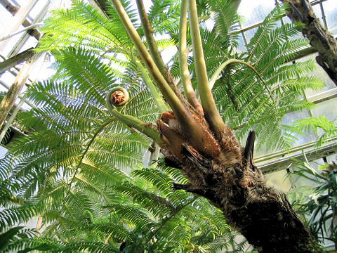 Cyathea mertensiana