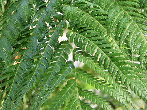 Cyathea mertensiana