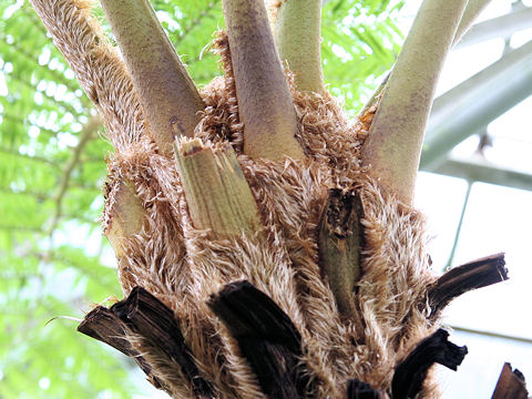 Cyathea mertensiana