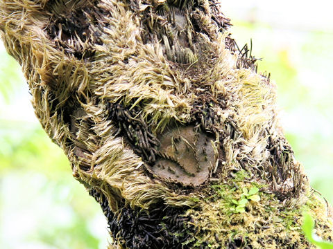 Cyathea mertensiana