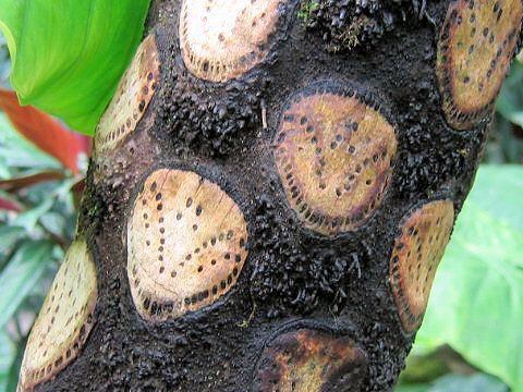 Cyathea mertensiana