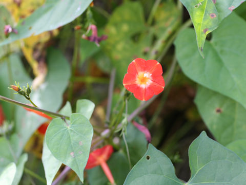 Quamoclit coccinea