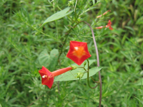 Quamoclit coccinea