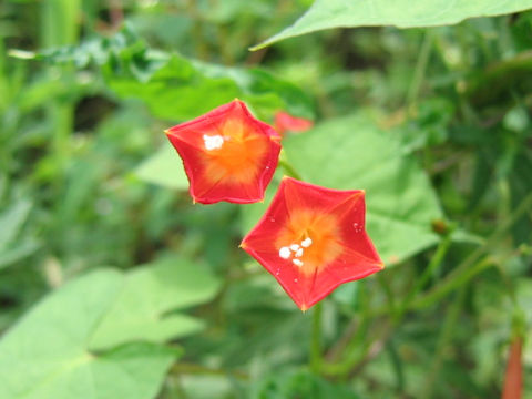 Quamoclit coccinea