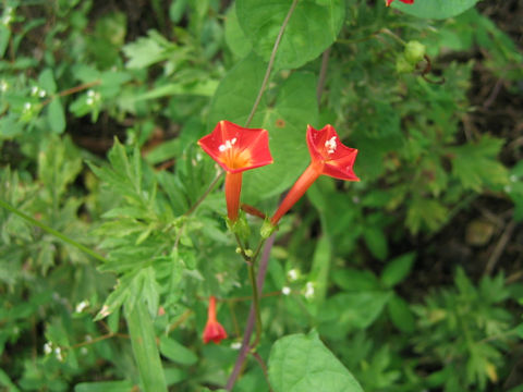 Quamoclit coccinea