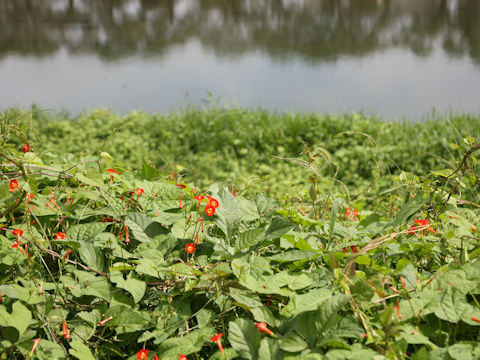 Quamoclit coccinea