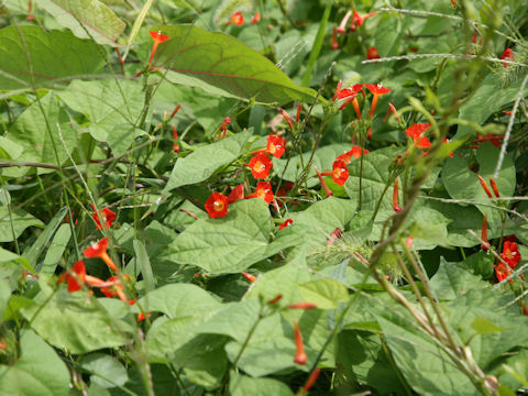 Quamoclit coccinea