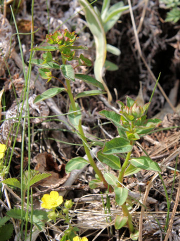 Euphorbia ebracteolara