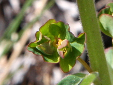 Euphorbia ebracteolara