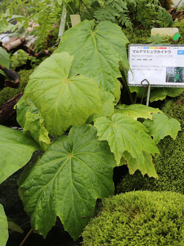 Begonia formosana