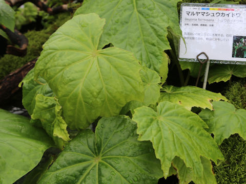 Begonia formosana