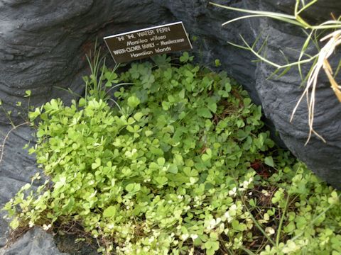  Marsilea villosa