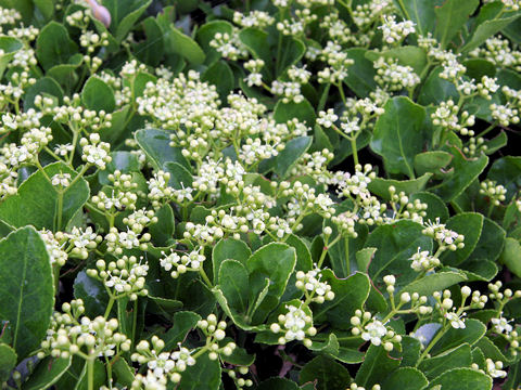 Euonymus japonicus