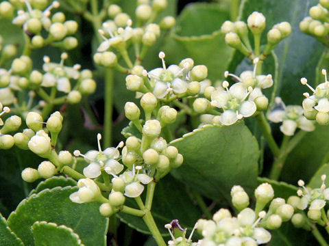 Euonymus japonicus