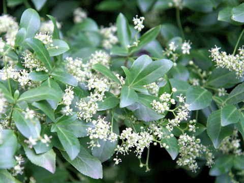 Euonymus japonicus