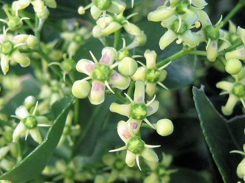 Euonymus japonicus