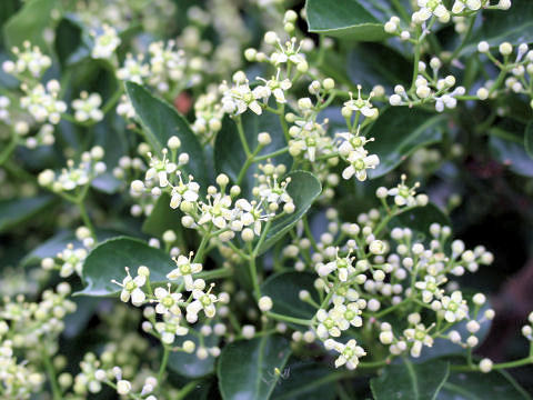 Euonymus japonicus