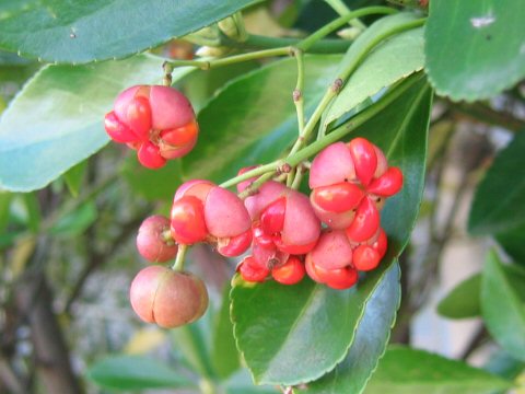 Euonymus japonicus