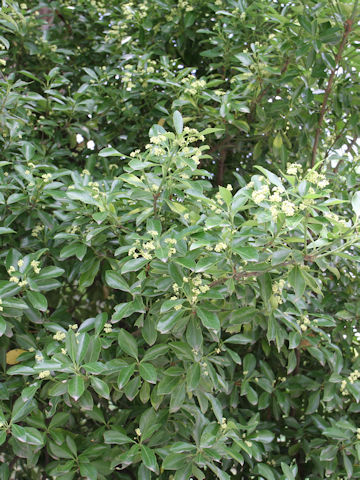 Euonymus japonicus