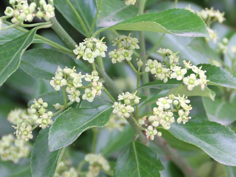 Euonymus japonicus