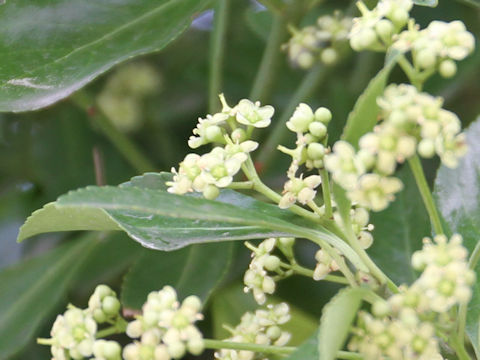 Euonymus japonicus