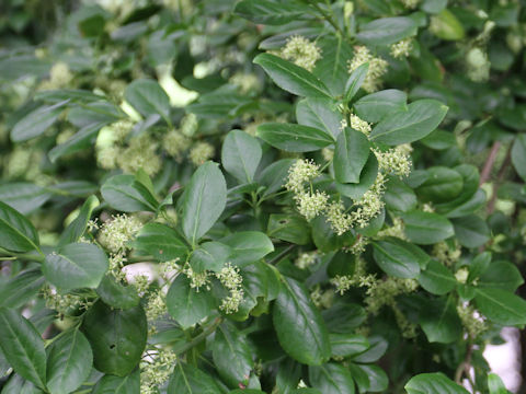 Euonymus japonicus