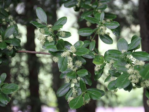 Euonymus japonicus