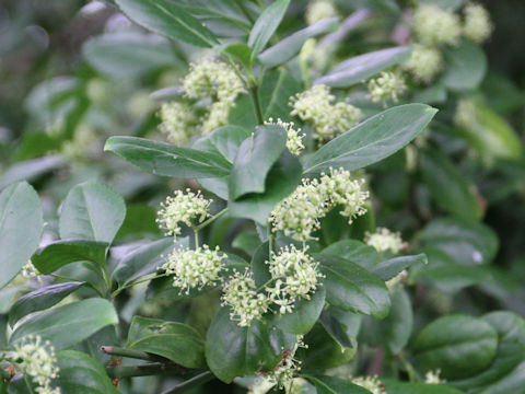 Euonymus japonicus