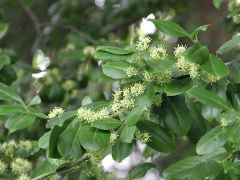 Euonymus japonicus