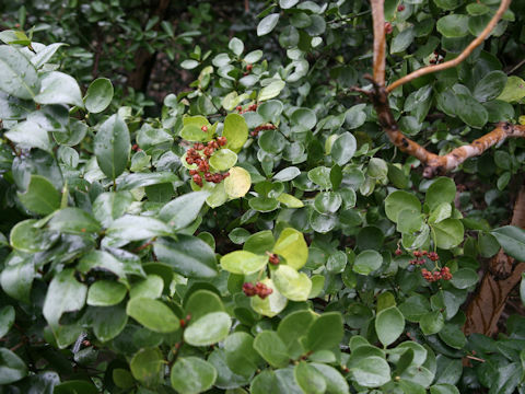 Euonymus japonicus