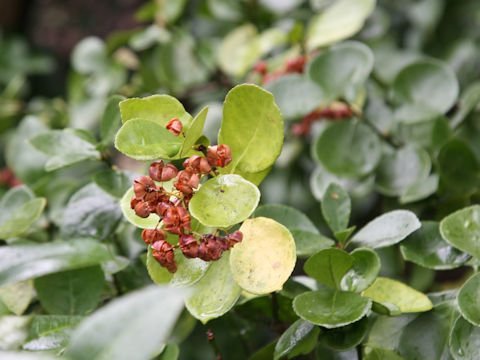 Euonymus japonicus