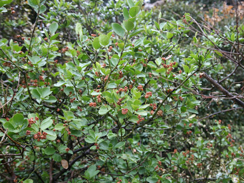 Euonymus japonicus