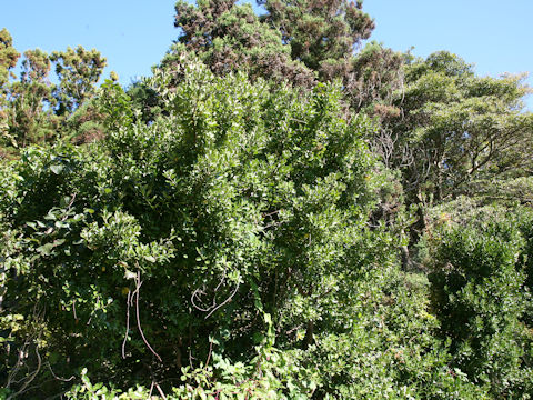 Euonymus japonicus