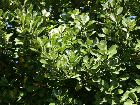 Euonymus japonicus