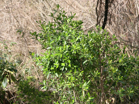 Euonymus japonicus