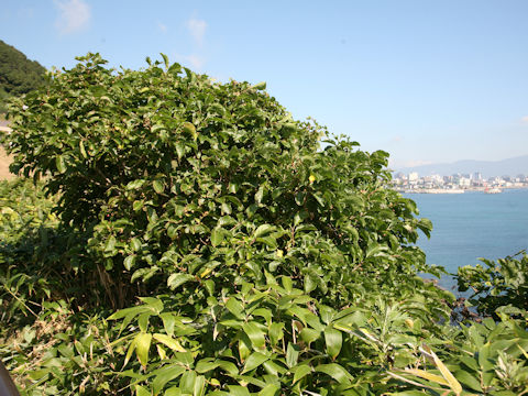 Euonymus japonicus