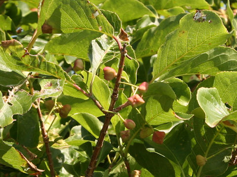 Euonymus japonicus