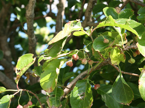 Euonymus japonicus