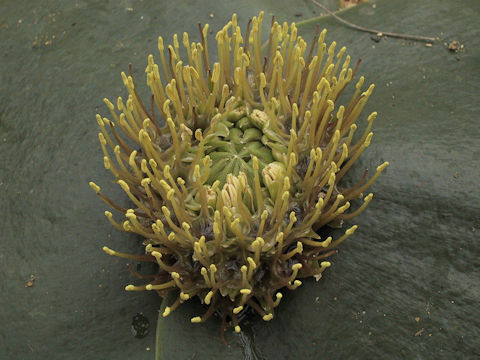 Massonia depressa