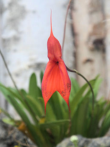 Masdevallia sp.