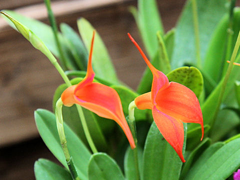 Masdevallia sp.