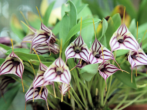 Masdevallia sp.