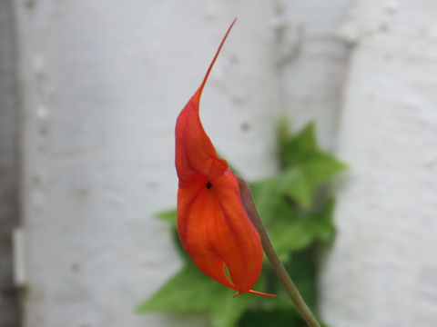 Masdevallia sp.