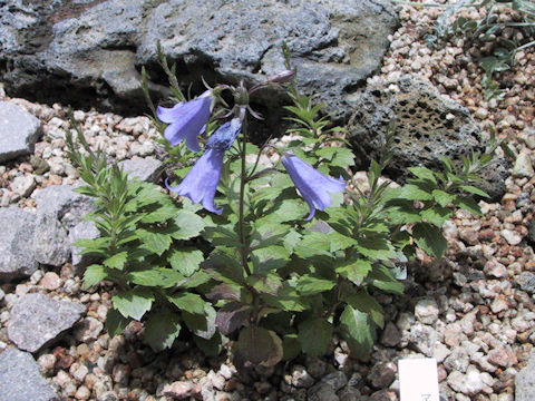 Adenophora coronopifolia