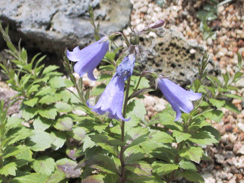 Adenophora coronopifolia