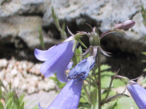 Adenophora coronopifolia